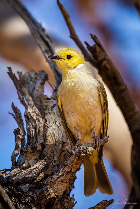 20121005-_MG_9521.jpg - White-plumed Honeyeator (Lichenostomus penicillatus) - Agnes Creek, Marla, SA