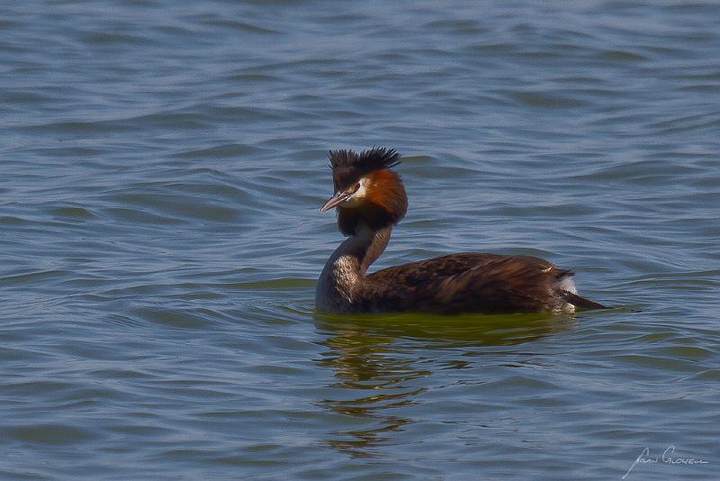 20121013-_MG_9567.jpg - Great Crested Grebe (Podiceps cristatus) - Lake Bonnie, SA