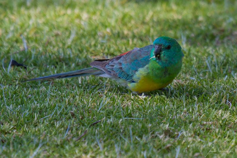 20121013-_MG_9584.jpg - Red-rumped Parrot (Psephoyus haematonotus) - Paringa, SA