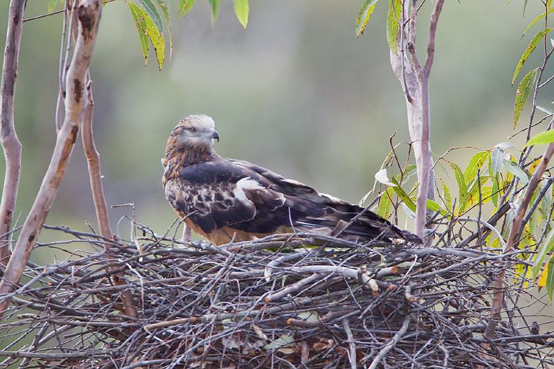 IMG_1463mp.jpg - Square-tailed Kite (Lophoictinia isura) - Sydney, NSW