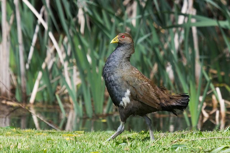 IMG_5035mw.jpg - Tasmanian Native Hen (Tribonyx mortierii) - Ulverstone, Tasmania