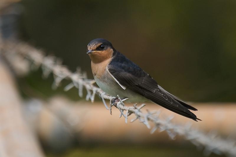 IMG_5050mw.jpg - Welcome Swallow (Hirundo neoxena) - Table Cape, Tasmania