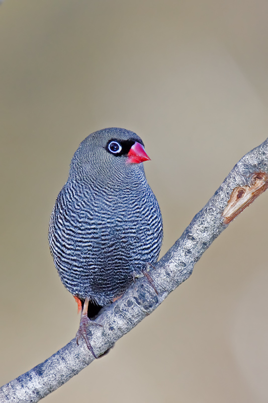 _MG_1465m2w.jpg - Beautiful Firetail (Stagonopleura bella) - Wentworth Falls, Blue Mountains, NSW