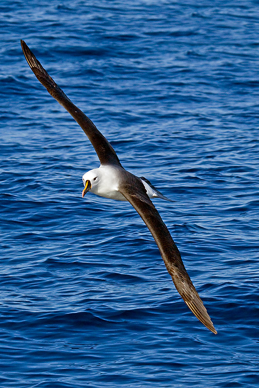 _MG_1634mw.jpg - Indian Yellow-nosed Albatross (Thalassarche carteri) - Woolongong, NSW