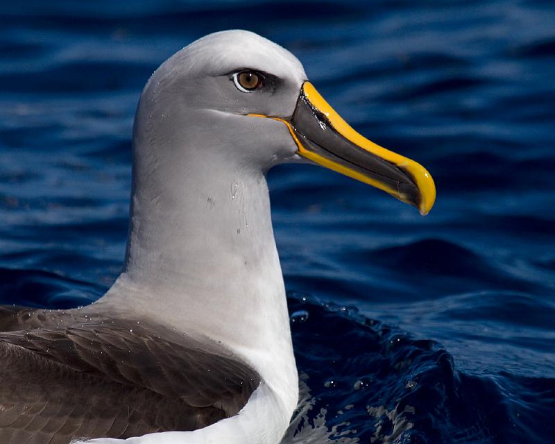 _MG_1789mp.jpg - Bullers Albatross (Thalassarche bulleri) - Woolongong, NSW