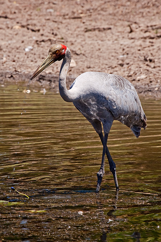 _MG_3248mw.jpg - Brolga (Grus rubicundus) - Marlgu Billabong, Parrys Lagoon, WA