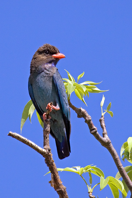 _MG_3354mw.jpg - Dollarbird (Eurystomus orientalis) - Kununurra, WA