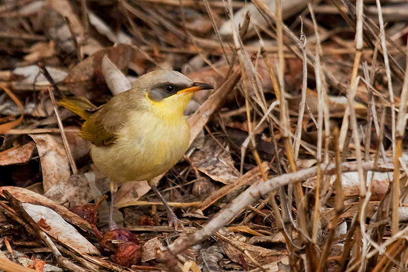 _MG_4452m.jpg - Grey-headed Honeyeater (Lichenostomus keartlandi) - Jesse Gap, Alice Springs, NT