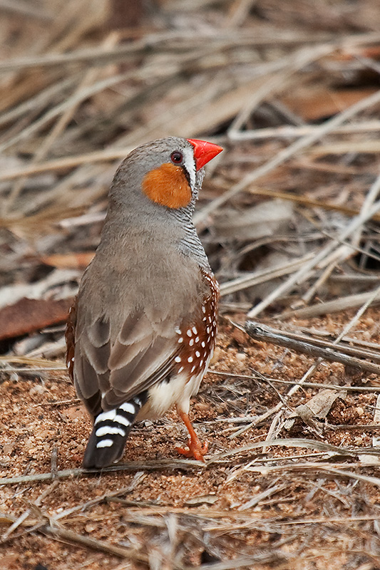 _MG_4471mw.jpg - Zebra Finch (Taeniopygia guttata) - Jesse Gap, Alice Springs, NT