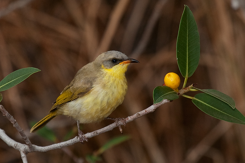 _MG_4540mw.jpg - Grey-headed Honeyeater (Lichenostomus keartlandi) - Jesse Gap, Alice Springs, NT