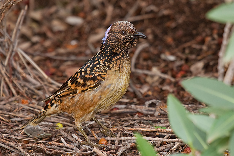 _MG_4564mw.jpg - Western Bowerbird (Chlamydera guttata) - Jesse Gap, Alice Springs, NT