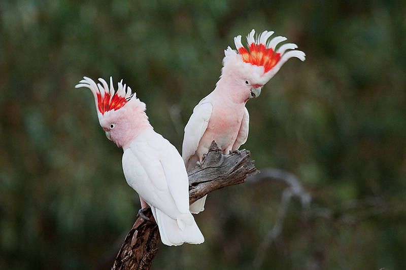 _MG_4761m.jpg - Major Mitchell Cockatoo (Lophochroa leadbeateri) - Western MacDonell Ranges, Central Australia