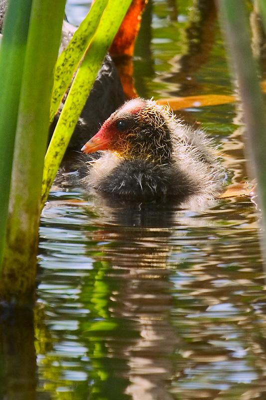 _MG_6650m1w.jpg - Eurasian Coot (Fulica atra) Chick - Middleton Greene, Albany, WA