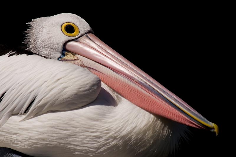 _MG_6657mw.jpg - Australian Pelican (Pelecanus conspicillatus) - Emu Point, Albany, WA