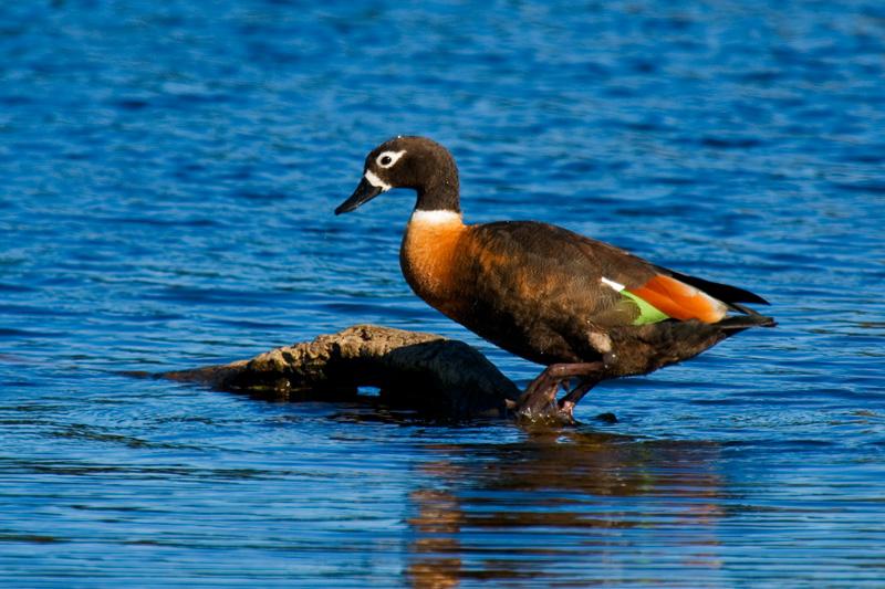 _MG_6972mw.jpg - Australian Shelduck (Taddorna tadornoides) - Middleton Greene, Albany, WA