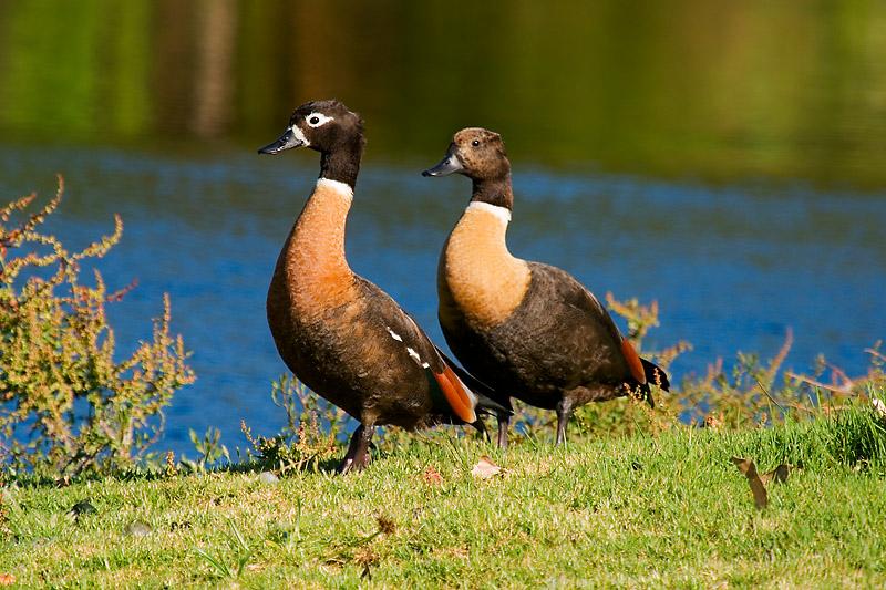 _MG_6985mw.jpg - Australian Shelducks (Taddorna tadornoides) - Middleton Greene, Albany, WA