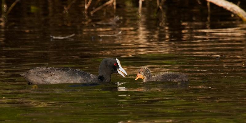 _MG_7053mw.jpg - Eurasian Coot (Fulica atra) - Middleton Greene, Albany, WA