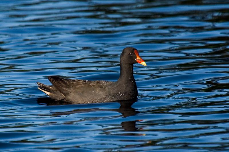 _MG_7055mw.jpg - Dusky Moorhen (Gallinula tenebrosa) - Middleton Greene, Albany, WA