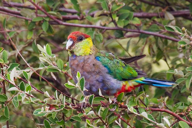 _MG_7187mw.jpg - Red-capped Parrot (Purpureicephalus spurius) Imm - Albany, WA