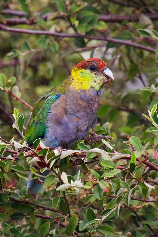 _MG_7213mw.jpg - Red-capped Parrot (Purpureicephalus spurius) Imm - Albany, WA