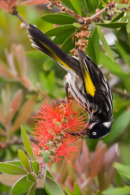 _MG_7639mw.jpg - New Holland Honeyeater (Phylidonyris novaehollandiae) - Albany, WA.