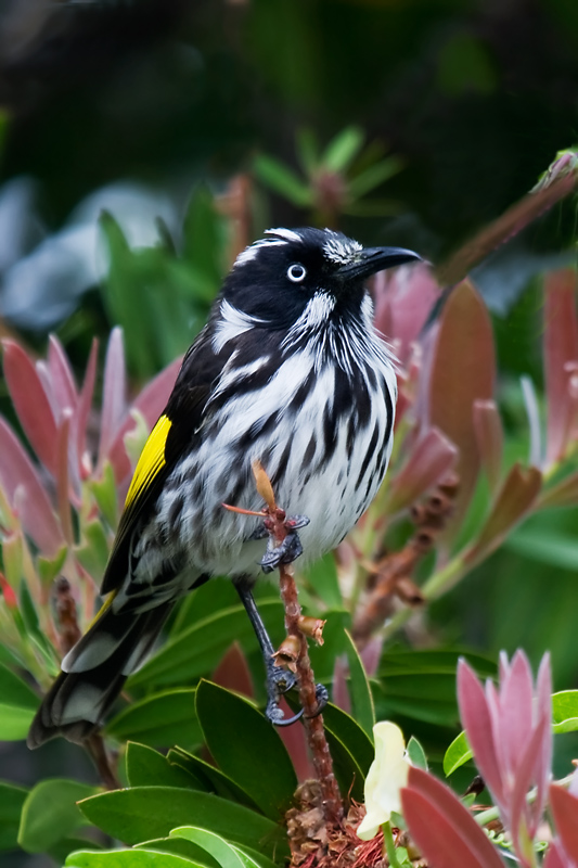 _MG_7650mw.jpg - New Holland Honeyeater (Phylidonyris novaehollandiae) - Albany, WA.