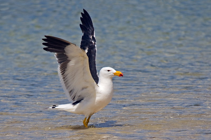 _MG_7663mw.jpg - Pacific Gull (Larus georgii) - Emu Point, Albany, WA.