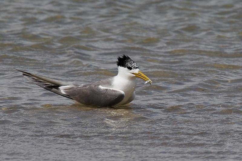 _MG_7695mw.jpg - Crested Tern (Sterna bergii) - Emu Point, Albany, WA.