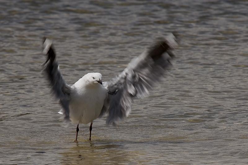 _MG_7724mw.jpg - Silver Gull (Larus novaehollandiae) - Emu Point, Albany, WA.