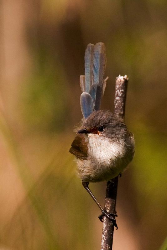 _MG_7753mw.jpg - Red-winged Fairy-wren (Malurus elegans) Fem - Lake Seppings, Albany, WA.