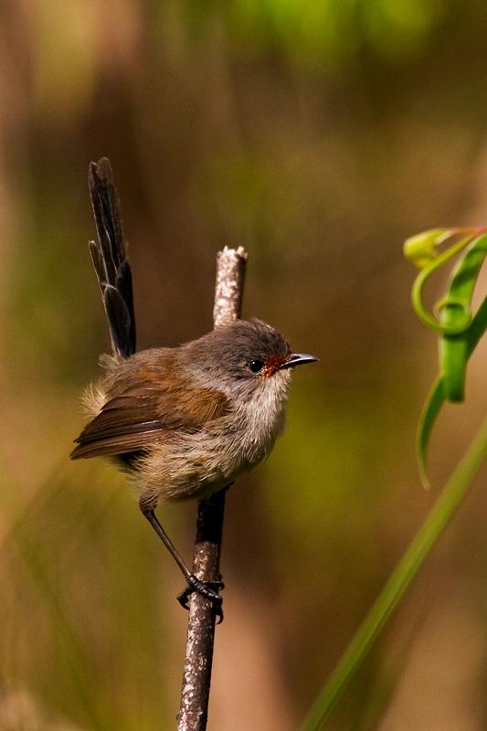 _MG_7755mw.jpg - Red-winged Fairy-wren (Malurus elegans) Fem - Lake Seppings, Albany, WA.