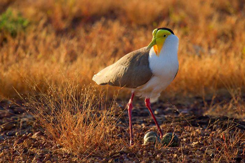 20110430-_MG_4183mw.jpg -  Masked Lapwing (Vanellus miles) - Casuarina Coastal Reserve, NT