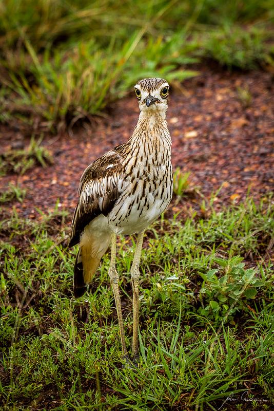 20111230-_MG_5153.jpg - Bush Stone Curlew (Burhinus Bush Stone Curlew (Burhinus grallarius) - Casuarina Coastal Reserve, Darwin, NT
