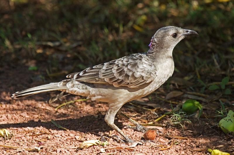 FF391mw.jpg - Great Bowerbird (Chlamydera nuchalis) - Pine Creek