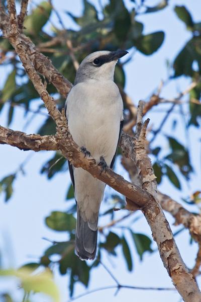 FF436mw.jpg - White-Bellied Cuckoo-Shrike (Coracina papuensis) - Vesteys Lake, Darwin