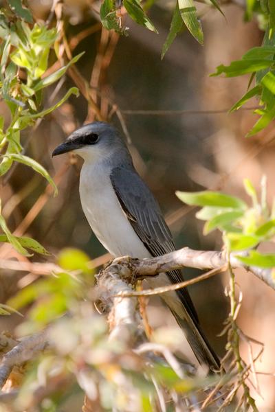 IMG_2557mw.jpg - White-Bellied Cuckoo-Shrike (Coracina papuensis) - Vesteys Lake, Darwin