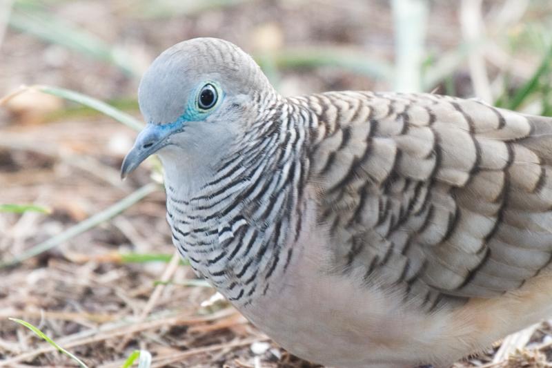IMG_3002mw.jpg - Peaceful Dove (Geopelia striata) - Nightcliff, Darwin