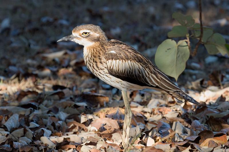 IMG_3129mw.jpg - Bush Stone Curlew (Burhinus grallarius) - East Point, Darwin