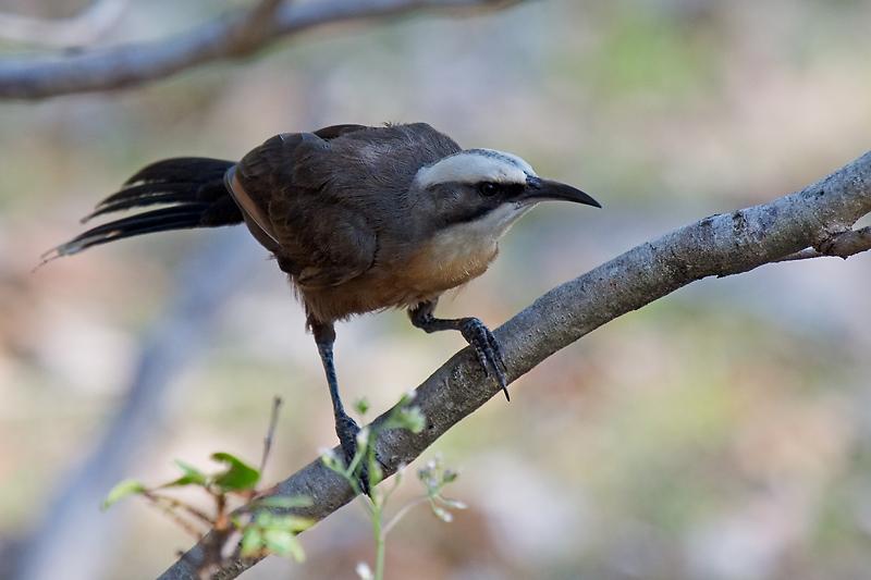 IMG_4038mw.jpg - Grey Crowned Babbler (Pomatostomus temporalis) - Lee Point, Darwin