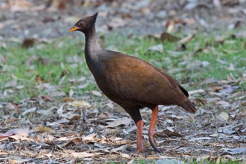 IMG_4044mw.jpg - Orange-Footed Scrub-Fowl (Megapodius reinwardt) - Lee Point, Darwin