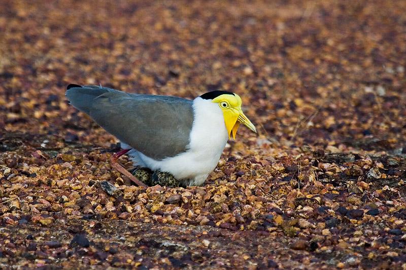 IMG_4574mw.jpg - Masked Lapwing (Vanellus miles) - Casuarina Coastal Reserve, Darwin