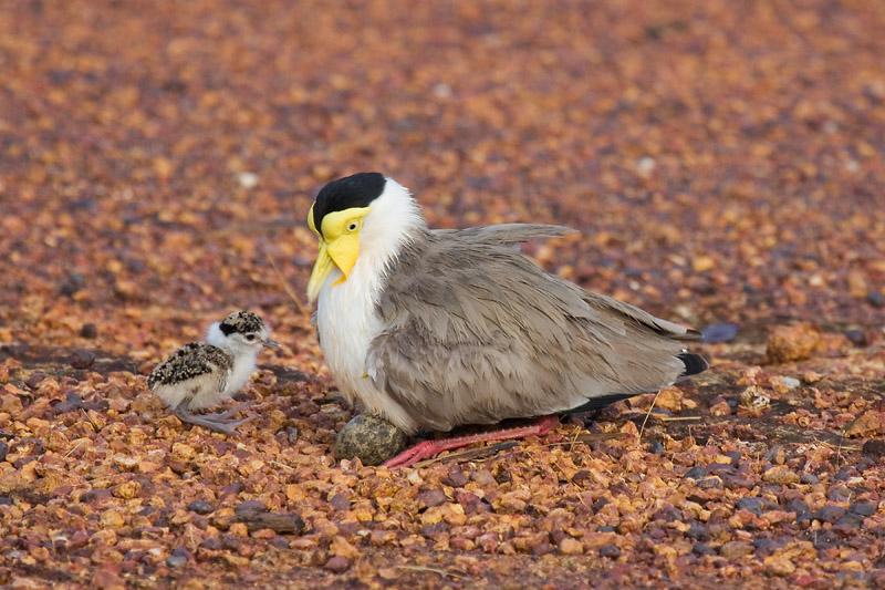 IMG_4680mw.jpg - Masked Lapwing (Vanellus miles) - Casuarina Coastal Reserve, Darwin