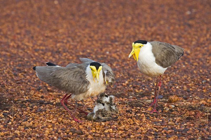 IMG_4704mw.jpg - Masked Lapwings (Vanellus miles) - Dripstone Cliffs, Darwin, NT