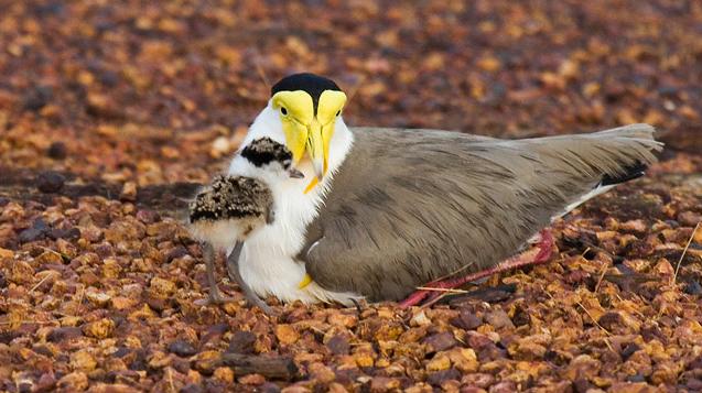 IMG_4711mw.jpg - Masked Lapwing (Vanellus miles) - Casuarina Coastal Reserve, Darwin