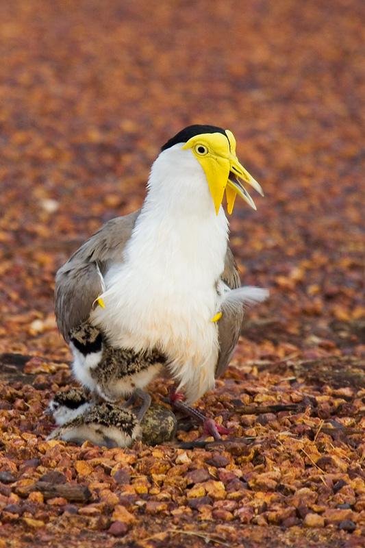 IMG_4728m.jpg - Masked Lapwing (Vanellus miles) - Casuarina Coastal Reserve, Darwin
