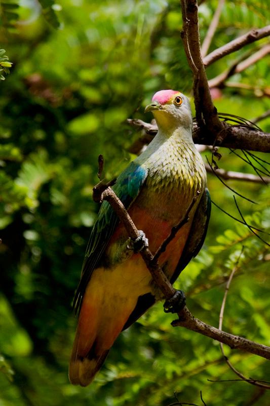 IMG_5817mw.jpg - Rose-Crowned Fruit-Dove (Ptilinopus regina) - Howard Springs Nature Park, NT