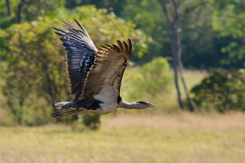 _MG_0077mfsw.jpg - Australian Bustard (Ardeotis australis) - Mary River, NT