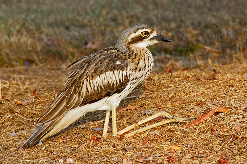 _MG_0730mw.jpg - Bush Stone Curlew (Burhinus grallarius) - Casuarina Coastal Reserve, Darwin, NT