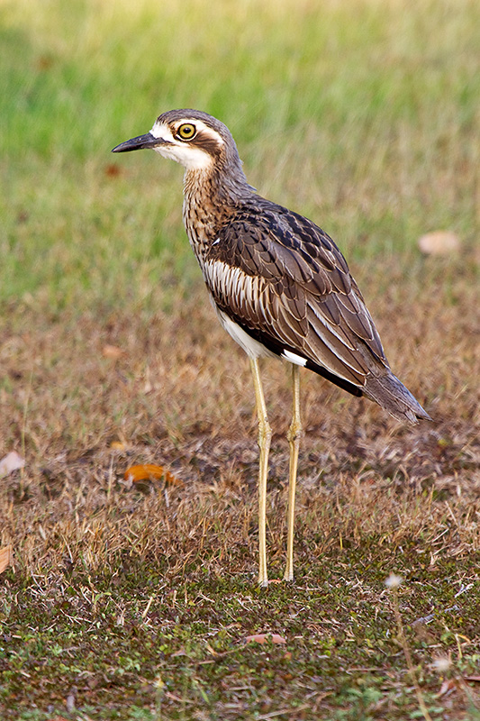 _MG_0736mw.jpg - Bush Stone Curlew (Burhinus grallarius) - Casuarina Coastal Reserve, Darwin, NT