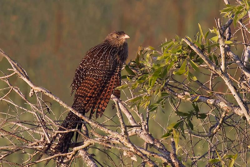 _MG_1056mp.jpg - Pheasant Coucal (Centropus phasianinus) - Fogg Dam, NT